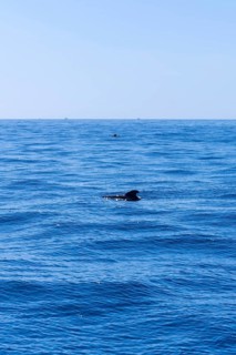 A pod of Calderon Tropical whales the smallest whale in the world off the Costa de Adeje in the south of Tenerife Canary Islands