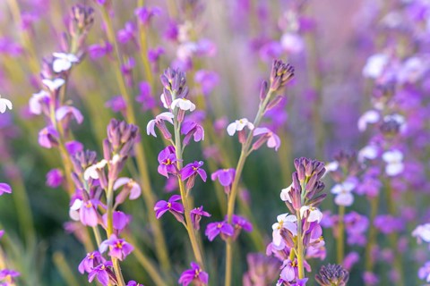 Mountain flowers at the top in the Roques de Gracia and the Roque Cinchado in the Teide natural of Tenerife
