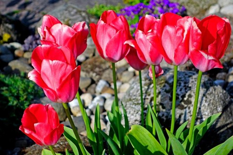 Red tulips