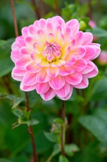 Water lily dahlias