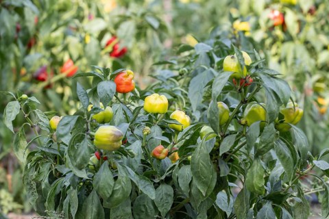 Sweet pepper