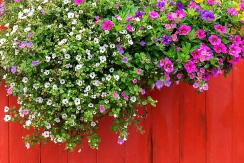 Summer flowers in front of a red wooden wall
