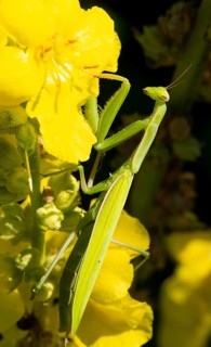 Praying mantis