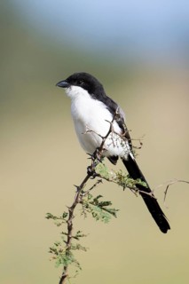 Northern fiscal
