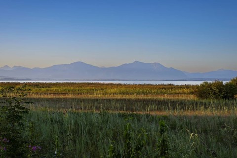 Strip of reeds