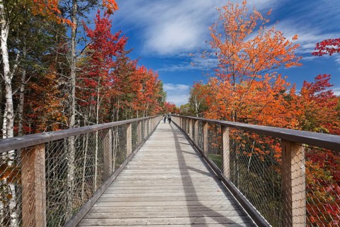 Tree top pad in autumn