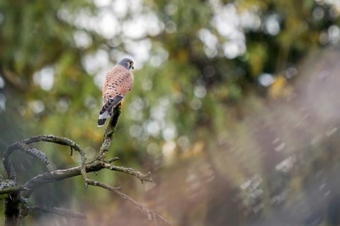 Common kestrel
