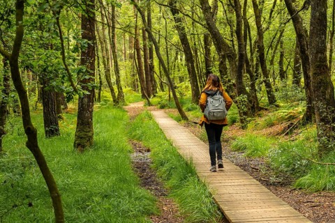 A young girl on the wooden footpath at Lake Paimpont in the Broceliande forest