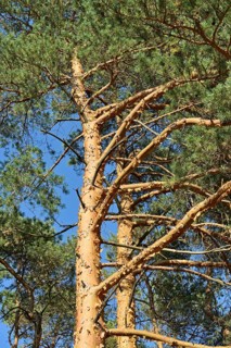 Conifers