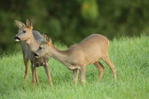 Roe deer