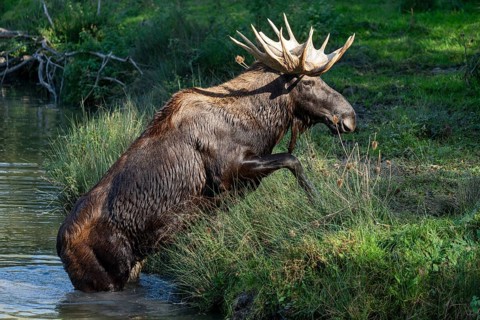 European elk