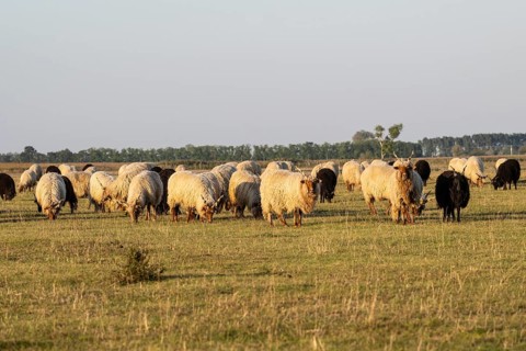 Zackel domestic sheep