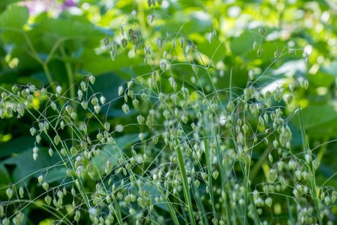 Inflorescence of quaking grasses