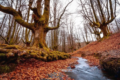 Autumn in the Otzarreta Forest in the natural park of Gorbea