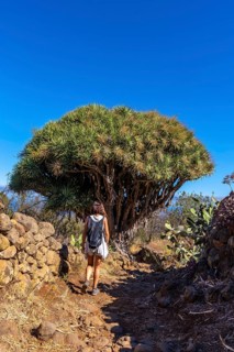 A young woman in a giant dragon tree on the Las Tricias trail. Garafia town in the north of the island of La Palma