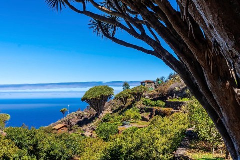 Las tricias trail and its beautiful dragon trees in the town of Garafia in the north of the island of La Palma