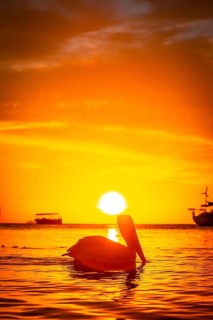 A pelican swimming in the West End Sunset at sea