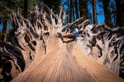 A man in giant roots of a fallen tree in Sequoia National Park