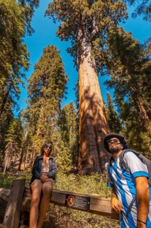 A couple in The giant tree General Sherman Tree in Sequoia National Park
