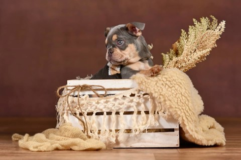 Lilac Tan French Bulldog puppy in box with boho decor in front of brown background