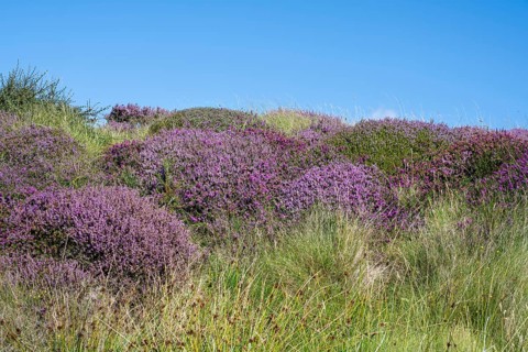 Flowering heather