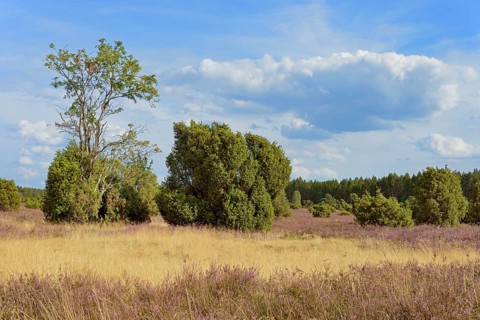 Heath landscape