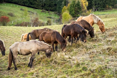 A herd of Icelandic horses in a pasture