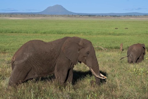 African elephant