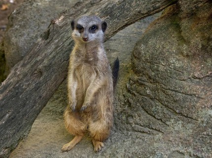 Cute meerkats