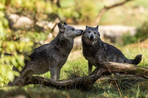 Timberwolf