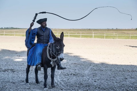 Cracking the whip with the Hungarian shepherd's whip on a donkey