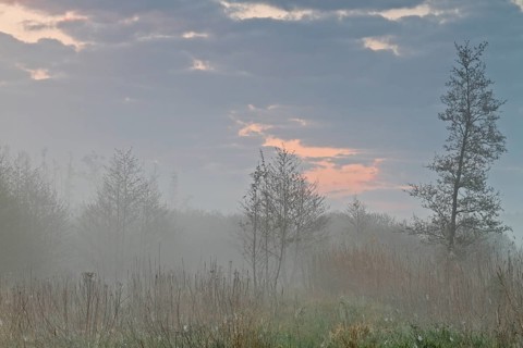 Young alder forest in the fog on the Peene at sunrise