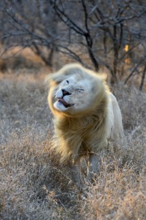 White lion