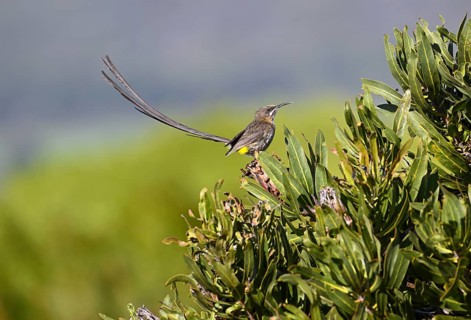 Cape Honeybird