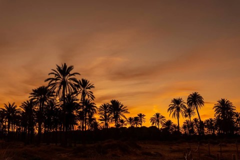 Silhouette of palm trees in an orange sunset on a beach in the town of Torrevieja. White coast of the Mediterranean Sea of Alicante. Spain