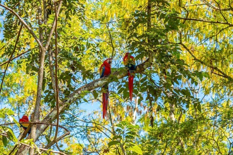 A couple of red macaws in Copan Ruinas. Honduras