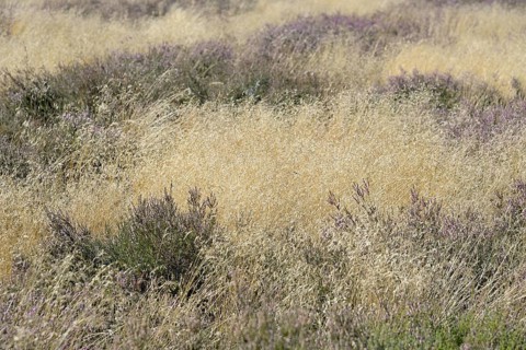 Heathland