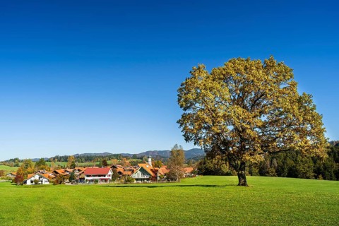 The village of Maierhoefen in the Allgaeu and a free-standing oak tree in a meadow in autumn. Forest in the background. Maierhoefen