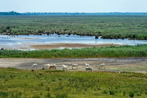 Herd of Austro-Hungarian White Baroque Asses
