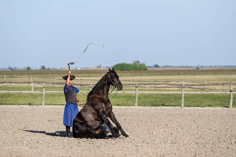 Horse