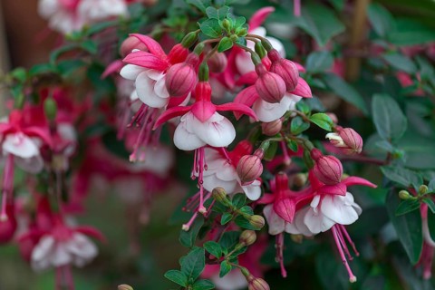 Fuchsias