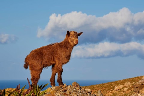 Brown goatling