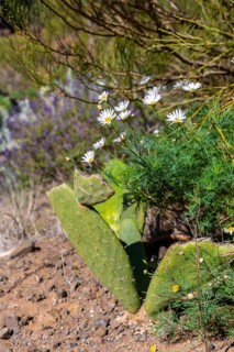 Natural vegetation in the mountain municipality of Masca in the north of Tenerife