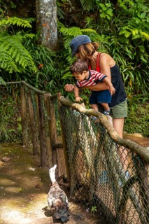 A mother with her child feeding at the start of the Levada do Caldeirao Verde