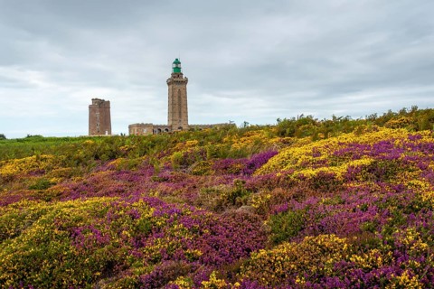 Purple and yellow flowers in summer in Phare Du Cap Frehel