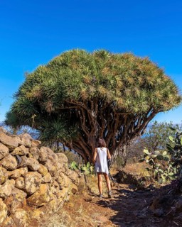 A young woman in a giant dragon tree on the Las Tricias trail. Garafia town in the north of the island of La Palma