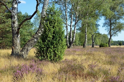 Heathland