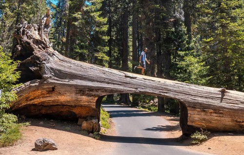 A man in Sequoia National Park
