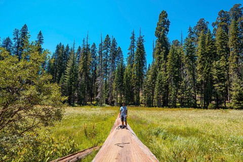 A young man sitting in a fallen tree where you can see A green field with many sequoias in the background in Sequoia National Park