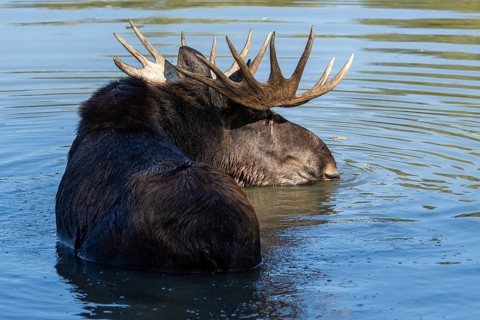 European elk